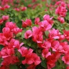 Pack 3 Juanita Hatten Bougainvillea Live Plants, Vibrant Pink Blooms, 4-8 Inch Tall - Image 1
