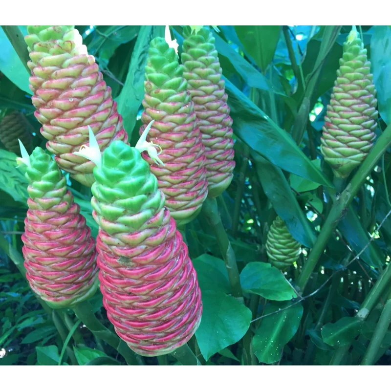 Pack 4 Awapuhi Shampoo Ginger Rhizomes - Pinecone Ginger Lily Bulbs, Grow Indoors/Outdoors - Image 1