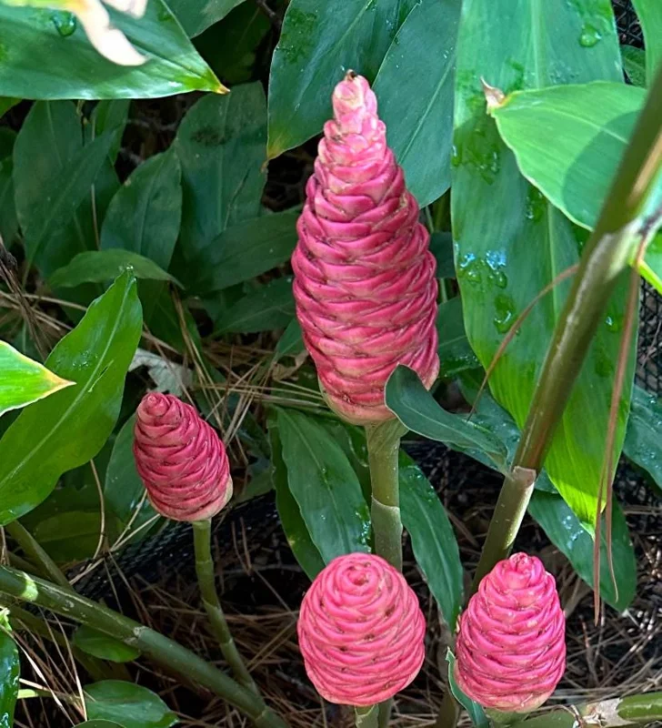 Pack 6 Hawaiian Awapuhi Shampoo Ginger Rhizomes Pinecone Ginger Red Ginger Lily Bulbs Zingiber Zerumbet Tubers Ginger Shampoo Roots Pack 6 Hawaiian Awapuhi Shampoo Ginger Rhizomes Pinecone Ginger Red Ginger Lily Bulbs Zingiber Zerumbet Tubers Ginger Shampoo Roots - Image 3