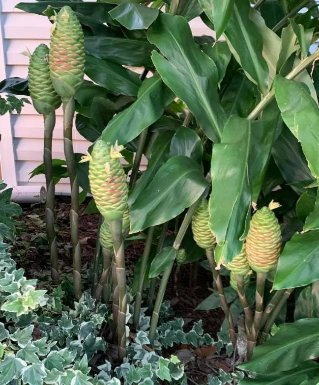 Pack 6 Hawaiian Awapuhi Shampoo Ginger Rhizomes Pinecone Ginger Red Ginger Lily Bulbs Zingiber Zerumbet Tubers Ginger Shampoo Roots Pack 6 Hawaiian Awapuhi Shampoo Ginger Rhizomes Pinecone Ginger Red Ginger Lily Bulbs Zingiber Zerumbet Tubers Ginger Shampoo Roots - Image 6