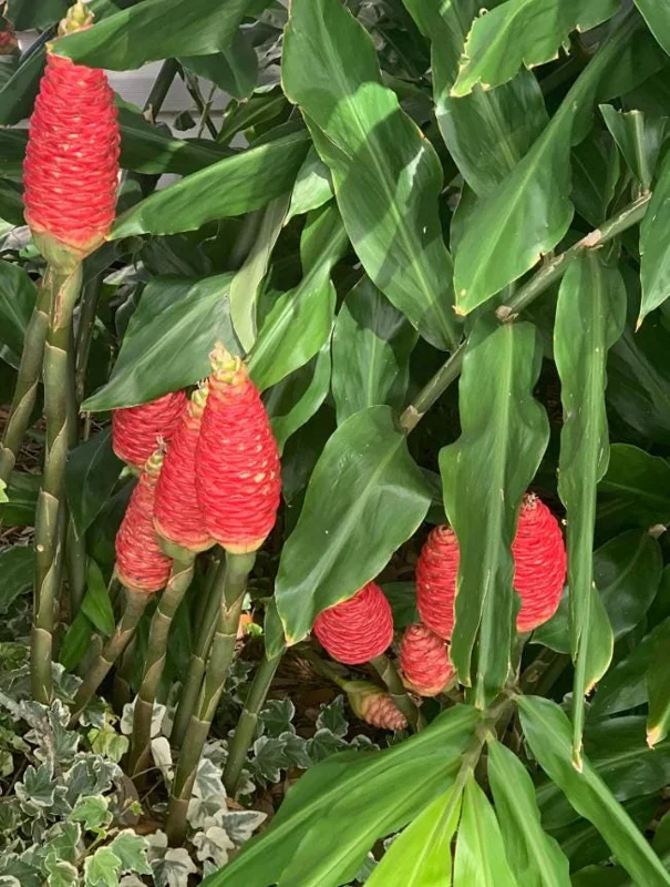 Pack 6 Hawaiian Awapuhi Shampoo Ginger Rhizomes Pinecone Ginger Red Ginger Lily Bulbs Zingiber Zerumbet Tubers Ginger Shampoo Roots Pack 6 Hawaiian Awapuhi Shampoo Ginger Rhizomes Pinecone Ginger Red Ginger Lily Bulbs Zingiber Zerumbet Tubers Ginger Shampoo Roots - Image 7