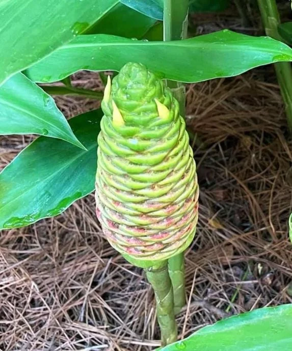 Pack 6 Hawaiian Awapuhi Shampoo Ginger Rhizomes Pinecone Ginger Red Ginger Lily Bulbs Zingiber Zerumbet Tubers Ginger Shampoo Roots Pack 6 Hawaiian Awapuhi Shampoo Ginger Rhizomes Pinecone Ginger Red Ginger Lily Bulbs Zingiber Zerumbet Tubers Ginger Shampoo Roots - Image 9