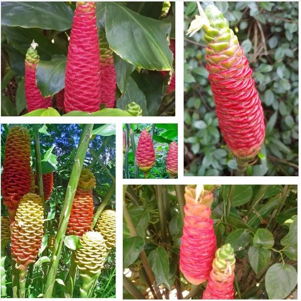 Pack 6 Hawaiian Awapuhi Shampoo Ginger Rhizomes Pinecone Ginger Red Ginger Lily Bulbs Zingiber Zerumbet Tubers Ginger Shampoo Roots Pack 6 Hawaiian Awapuhi Shampoo Ginger Rhizomes Pinecone Ginger Red Ginger Lily Bulbs Zingiber Zerumbet Tubers Ginger Shampoo Roots - Image 1