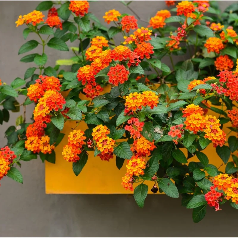 Pack of 2 Bright Orange Lantana Live Plants, Perennial Flowering, 4-6 Inch Tall - Image 2