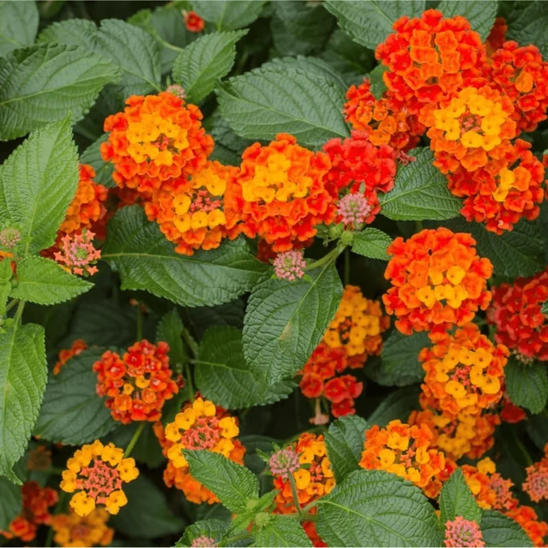 Pack of 2 Bright Orange Lantana Live Plants, Perennial Flowering, 4-6 Inch Tall Pack of 2 Bright Orange Lantana Live Plants, Perennial Flowering, 4-6 Inch Tall - Image 4