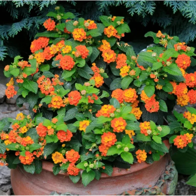 Pack of 2 Bright Orange Lantana Live Plants, Perennial Flowering, 4-6 Inch Tall Pack of 2 Bright Orange Lantana Live Plants, Perennial Flowering, 4-6 Inch Tall - Image 5