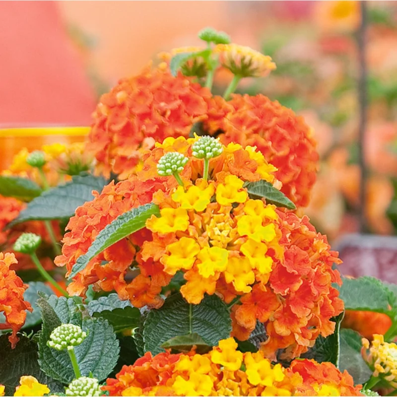 Pack of 2 Bright Orange Lantana Live Plants, Perennial Flowering, 4-6 Inch Tall Pack of 2 Bright Orange Lantana Live Plants, Perennial Flowering, 4-6 Inch Tall - Image 7