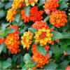 Pack of 2 Bright Orange Lantana Live Plants, Perennial Flowering, 4-6 Inch Tall - Image 1