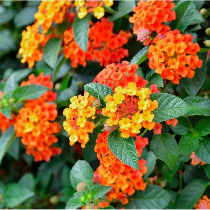 Pack of 2 Bright Orange Lantana Live Plants, Perennial Flowering, 4-6 Inch Tall - Image 1