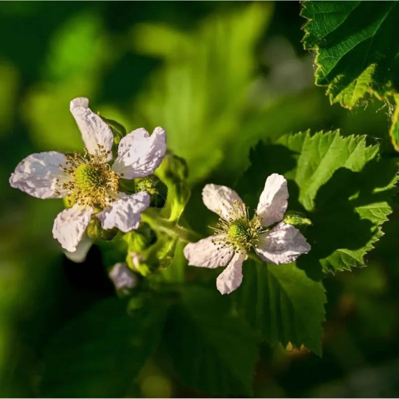 Pack of 2 Ouachita Thornless Blackberry Live Plants - Sweet Berry Bush 4-8 Inch Tall Pack of 2 Ouachita Thornless Blackberry Live Plants - Sweet Berry Bush 4-8 Inch Tall - Image 2
