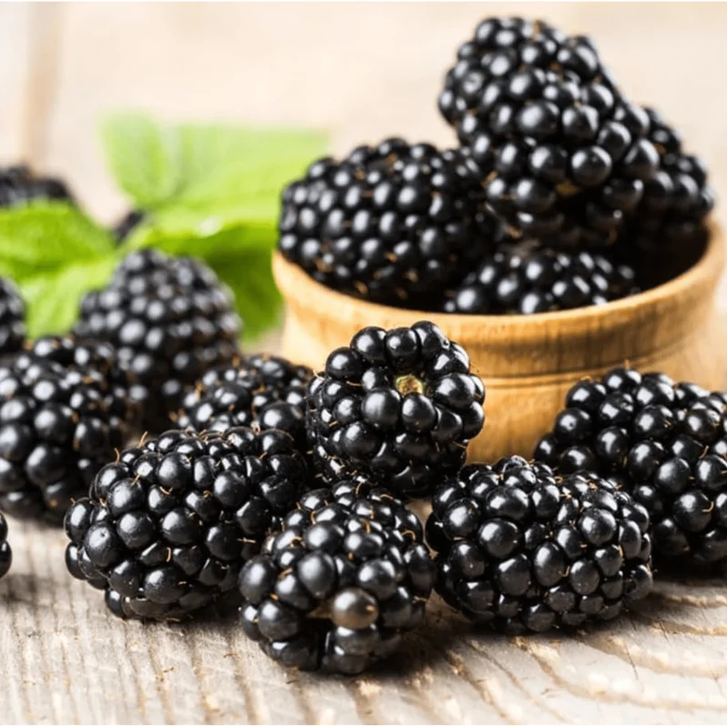 Pack of 2 Ouachita Thornless Blackberry Live Plants - Sweet Berry Bush 4-8 Inch Tall Pack of 2 Ouachita Thornless Blackberry Live Plants - Sweet Berry Bush 4-8 Inch Tall - Image 4