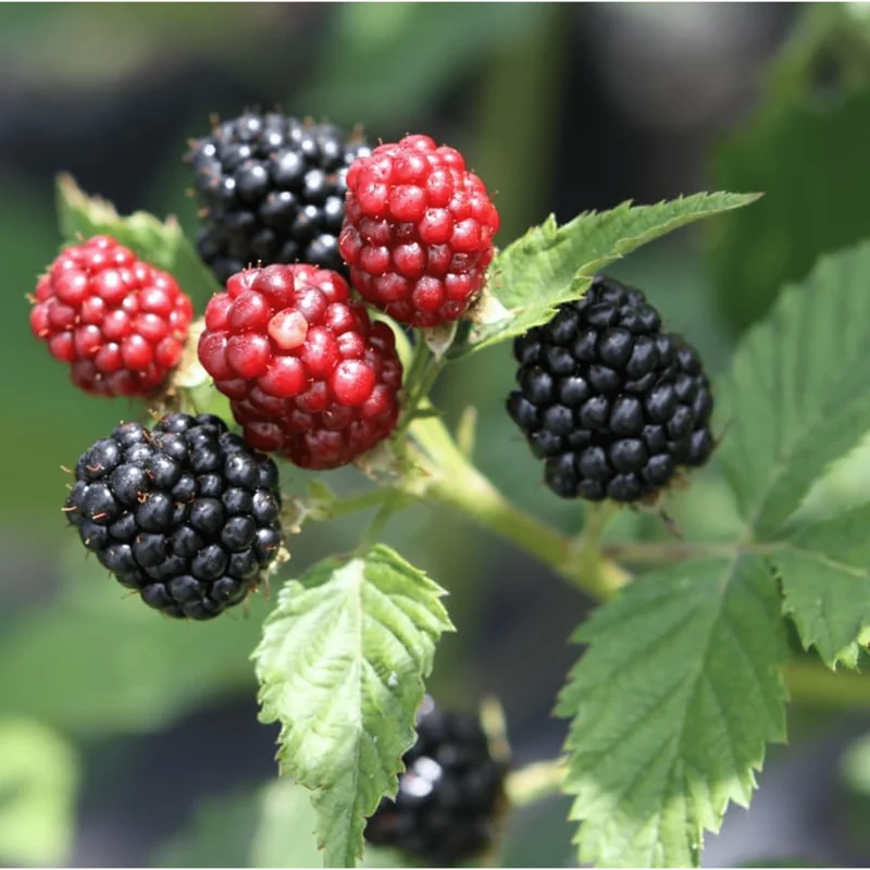 Pack of 2 Ouachita Thornless Blackberry Live Plants - Sweet Berry Bush 4-8 Inch Tall Pack of 2 Ouachita Thornless Blackberry Live Plants - Sweet Berry Bush 4-8 Inch Tall - Image 5