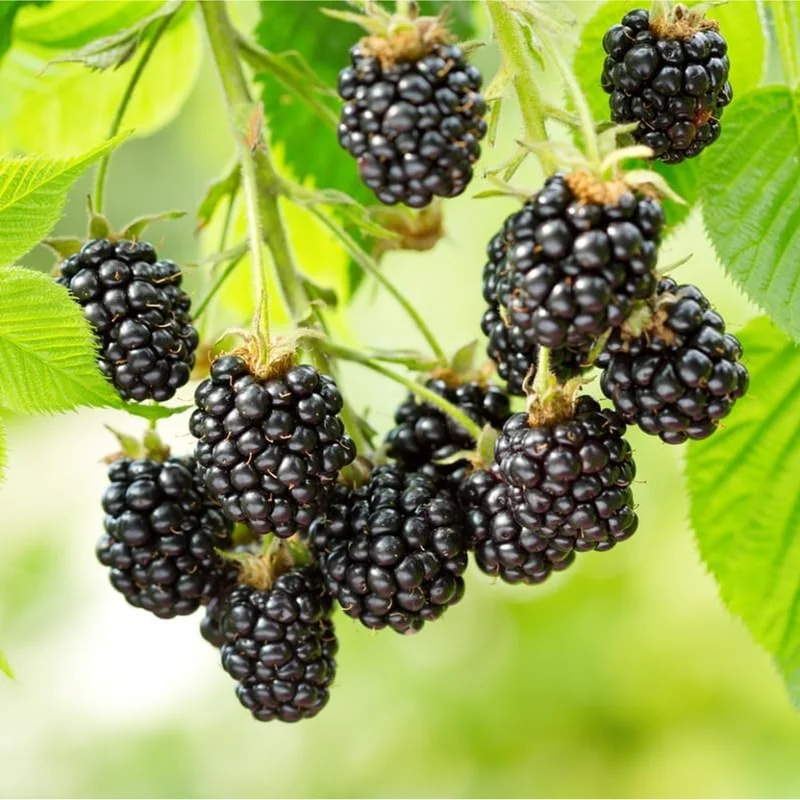 Pack of 2 Ouachita Thornless Blackberry Live Plants - Sweet Berry Bush 4-8 Inch Tall Pack of 2 Ouachita Thornless Blackberry Live Plants - Sweet Berry Bush 4-8 Inch Tall - Image 6