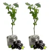 Pack of 2 Ouachita Thornless Blackberry Live Plants - Sweet Berry Bush 4-8 Inch Tall Pack of 2 Ouachita Thornless Blackberry Live Plants - Sweet Berry Bush 4-8 Inch Tall - Image 1