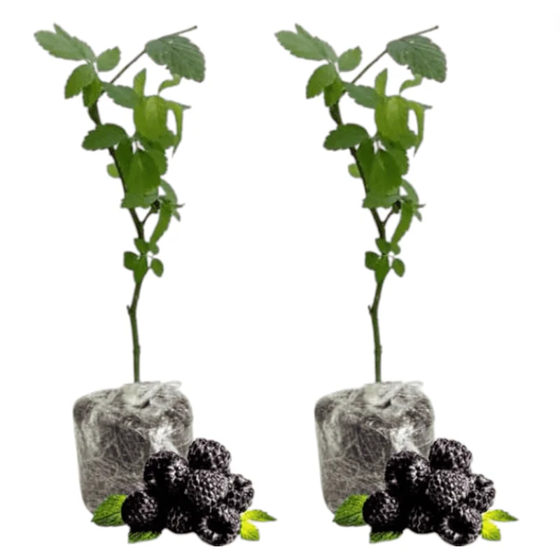 Pack of 2 Ouachita Thornless Blackberry Live Plants - Sweet Berry Bush 4-8 Inch Tall Pack of 2 Ouachita Thornless Blackberry Live Plants - Sweet Berry Bush 4-8 Inch Tall - Image 1