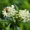 Pack of 2 White Milkweed Live Starter Plants - 4-9 Inch Tall - Monarch Host Pack of 2 White Milkweed Live Starter Plants - 4-9 Inch Tall - Monarch Host - Image 1