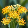 Pack of 2 Yellow Milkweed Live Starter Plants, 4-9 Inch Tall, Outdoor Pack of 2 Yellow Milkweed Live Starter Plants, 4-9 Inch Tall, Outdoor - Image 1