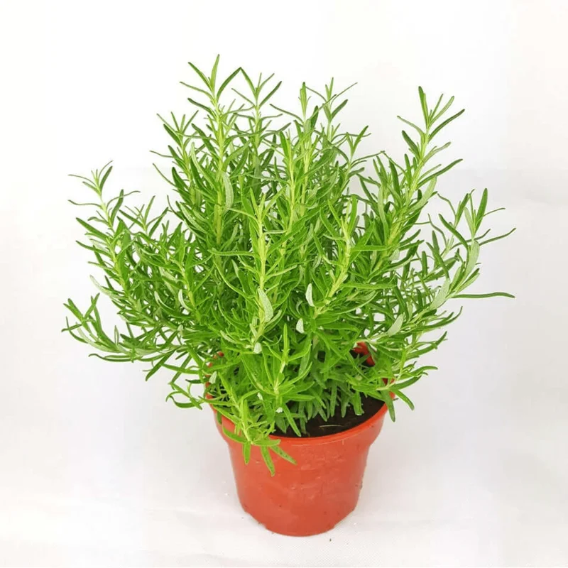 Pack of 3 Barbeque Rosemary Live Starter Plants, 4-8 Inch Tall Culinary Herb Pack of 3 Barbeque Rosemary Live Starter Plants, 4-8 Inch Tall Culinary Herb - Image 1