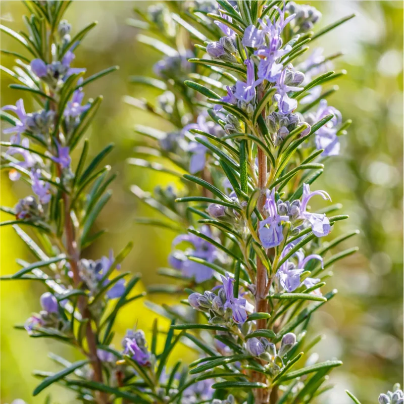 Pack of 3 Barbeque Rosemary Live Starter Plants, 4-8 Inch Tall Culinary Herb Pack of 3 Barbeque Rosemary Live Starter Plants, 4-8 Inch Tall Culinary Herb - Image 3