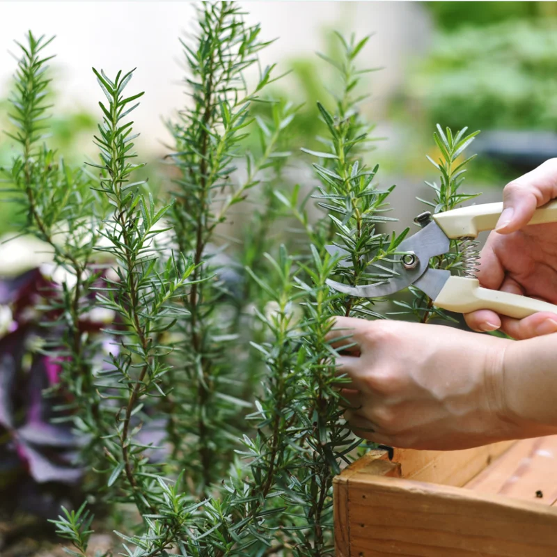 Pack of 3 Barbeque Rosemary Live Starter Plants, 4-8 Inch Tall Culinary Herb Pack of 3 Barbeque Rosemary Live Starter Plants, 4-8 Inch Tall Culinary Herb - Image 6