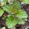 Pack of 3 Mint Berries & Cream Live Starter Plants, 4-8 Inch, Culinary Herb - Image 1
