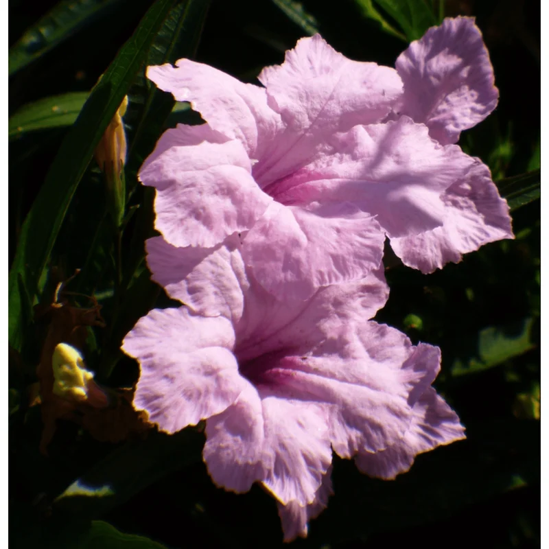 Pack of 4 Katie's Dwarf Pink Ruellia Live Starter Plants - Mexican Petunia, Pink Flowers, 4-9 Inch Tall Pack of 4 Katie's Dwarf Pink Ruellia Live Starter Plants - Mexican Petunia, Pink Flowers, 4-9 Inch Tall - Image 3