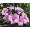 Pack of 4 Katie's Dwarf Pink Ruellia Live Starter Plants - Mexican Petunia, Pink Flowers, 4-9 Inch Tall - Image 1