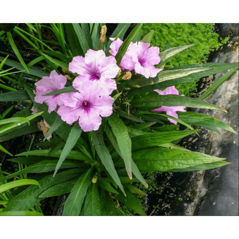 Pack of 4 Katie's Dwarf Pink Ruellia Live Starter Plants - Mexican Petunia, Pink Flowers, 4-9 Inch Tall Pack of 4 Katie's Dwarf Pink Ruellia Live Starter Plants - Mexican Petunia, Pink Flowers, 4-9 Inch Tall - Image 4