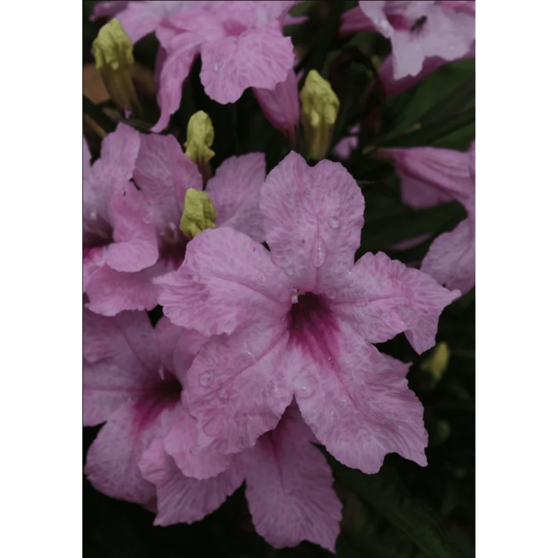 Pack of 4 Katie's Dwarf Pink Ruellia Live Starter Plants - Mexican Petunia, Pink Flowers, 4-9 Inch Tall Pack of 4 Katie's Dwarf Pink Ruellia Live Starter Plants - Mexican Petunia, Pink Flowers, 4-9 Inch Tall - Image 5