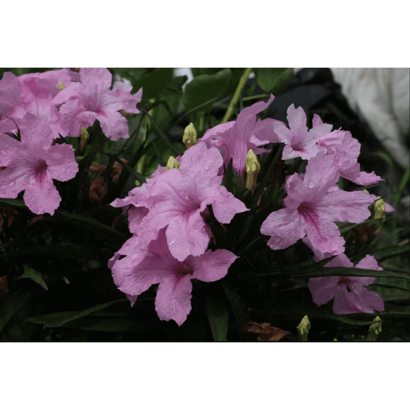 Pack of 4 Katie's Dwarf Pink Ruellia Live Starter Plants - Mexican Petunia, Pink Flowers, 4-9 Inch Tall Pack of 4 Katie's Dwarf Pink Ruellia Live Starter Plants - Mexican Petunia, Pink Flowers, 4-9 Inch Tall - Image 6