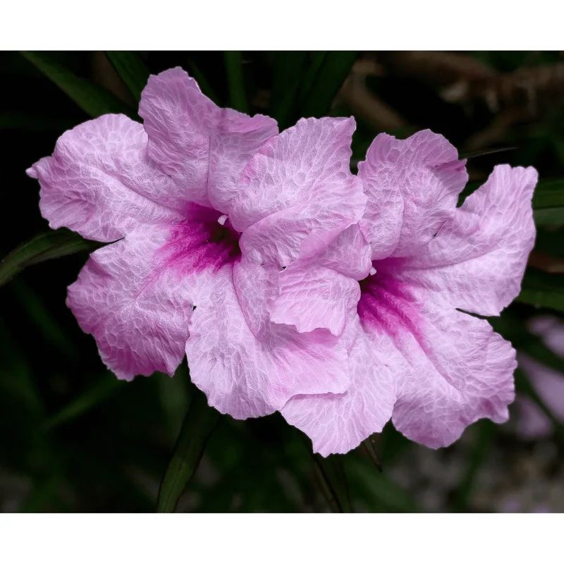 Pack of 4 Katie's Dwarf Pink Ruellia Live Starter Plants - Mexican Petunia, Pink Flowers, 4-9 Inch Tall Pack of 4 Katie's Dwarf Pink Ruellia Live Starter Plants - Mexican Petunia, Pink Flowers, 4-9 Inch Tall - Image 7