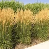 Pampas Grass Live Plant, Tall Ornamental, 4-8 Inch, Set of 3 Starters, Outdoor Perennial - Image 1