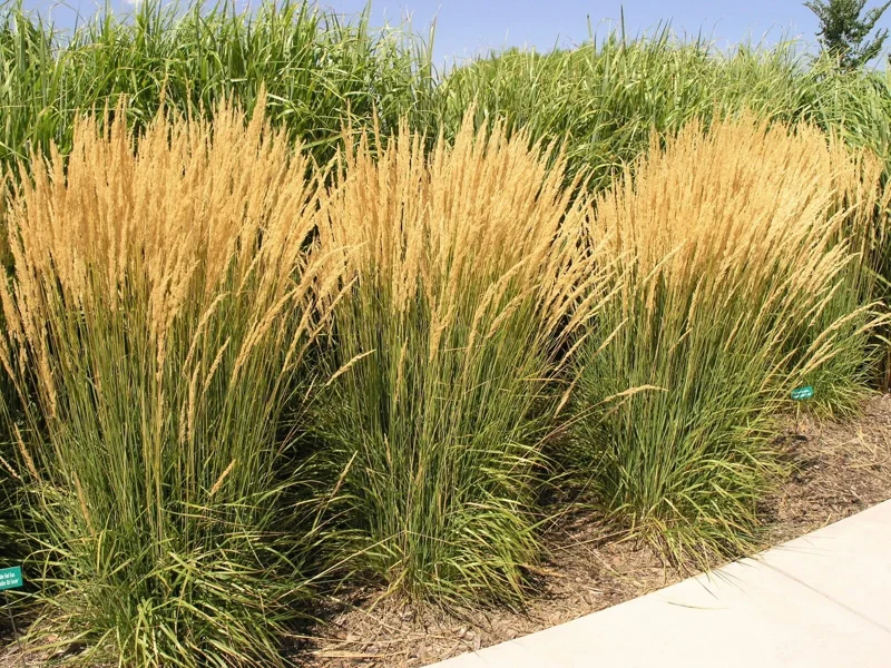 Pampas Grass Live Plant, Tall Ornamental, 4-8 Inch, Set of 3 Starters, Outdoor Perennial - Image 1