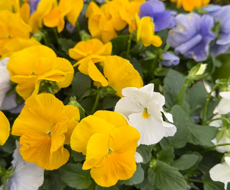 Pansy Delta Pure Color Mix Live Plant – 4 Inch Pot – Vibrant Colors Pansy Delta Pure Color Mix Live Plant – 4 Inch Pot – Vibrant Colors - Image 3