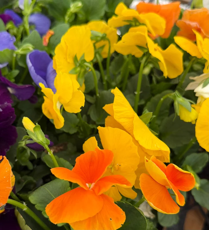 Pansy Delta Pure Color Mix Live Plant – 4 Inch Pot – Vibrant Colors Pansy Delta Pure Color Mix Live Plant – 4 Inch Pot – Vibrant Colors - Image 4