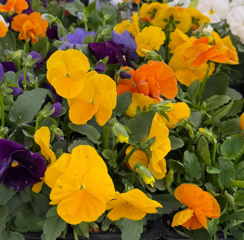 Pansy Delta Pure Color Mix Live Plants – 4 Inch Pot – Outdoor Garden Flowers Pansy Delta Pure Color Mix Live Plants – 4 Inch Pot – Outdoor Garden Flowers - Image 2
