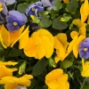 Pansy Delta Pure Color Mix Live Plants – 4 Inch Pot – Outdoor Garden Flowers - Image 1
