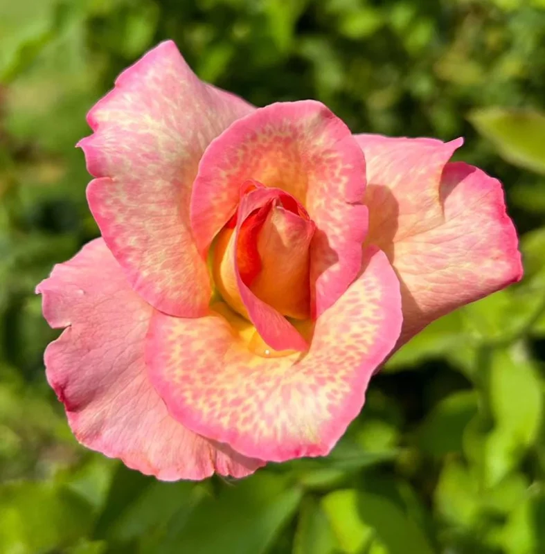 Papa Nelson Rose Live Plant – 5-8" Tall Starter Bush – Fragrant Outdoor Garden Rose Papa Nelson Rose Live Plant – 5-8" Tall Starter Bush – Fragrant Outdoor Garden Rose - Image 2