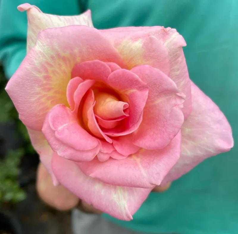 Papa Nelson Rose Live Plant – 5-8" Tall Starter Bush – Fragrant Outdoor Garden Rose Papa Nelson Rose Live Plant – 5-8" Tall Starter Bush – Fragrant Outdoor Garden Rose - Image 3