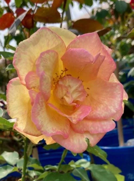 Papa Nelson Rose Live Plant – 5-8" Tall Starter Bush – Fragrant Outdoor Garden Rose Papa Nelson Rose Live Plant – 5-8" Tall Starter Bush – Fragrant Outdoor Garden Rose - Image 4