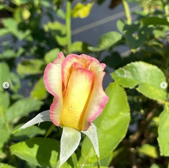 Papa Nelson Rose Live Plant – 5-8" Tall Starter Bush – Fragrant Outdoor Garden Rose Papa Nelson Rose Live Plant – 5-8" Tall Starter Bush – Fragrant Outdoor Garden Rose - Image 5