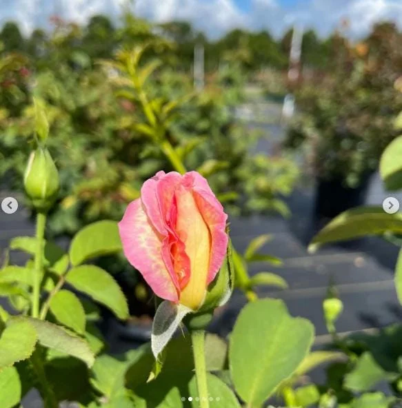 Papa Nelson Rose Live Plant – 5-8" Tall Starter Bush – Fragrant Outdoor Garden Rose Papa Nelson Rose Live Plant – 5-8" Tall Starter Bush – Fragrant Outdoor Garden Rose - Image 6