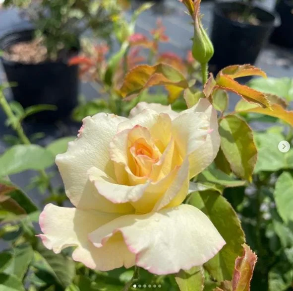 Papa Nelson Rose Live Plant – 5-8" Tall Starter Bush – Fragrant Outdoor Garden Rose Papa Nelson Rose Live Plant – 5-8" Tall Starter Bush – Fragrant Outdoor Garden Rose - Image 7