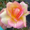 Papa Nelson Rose Live Plant – 5-8" Tall Starter Bush – Fragrant Outdoor Garden Rose Papa Nelson Rose Live Plant – 5-8" Tall Starter Bush – Fragrant Outdoor Garden Rose - Image 1