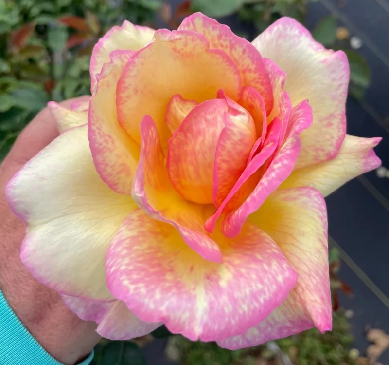 Papa Nelson Rose Live Plant – 5-8" Tall Starter Bush – Fragrant Outdoor Garden Rose Papa Nelson Rose Live Plant – 5-8" Tall Starter Bush – Fragrant Outdoor Garden Rose - Image 1