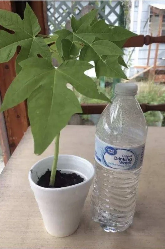 Papaya Live Plant - Organic Carica Papaya Tree, Fast Growing, 5-10" Tall Papaya Live Plant - Organic Carica Papaya Tree, Fast Growing, 5-10" Tall - Image 2