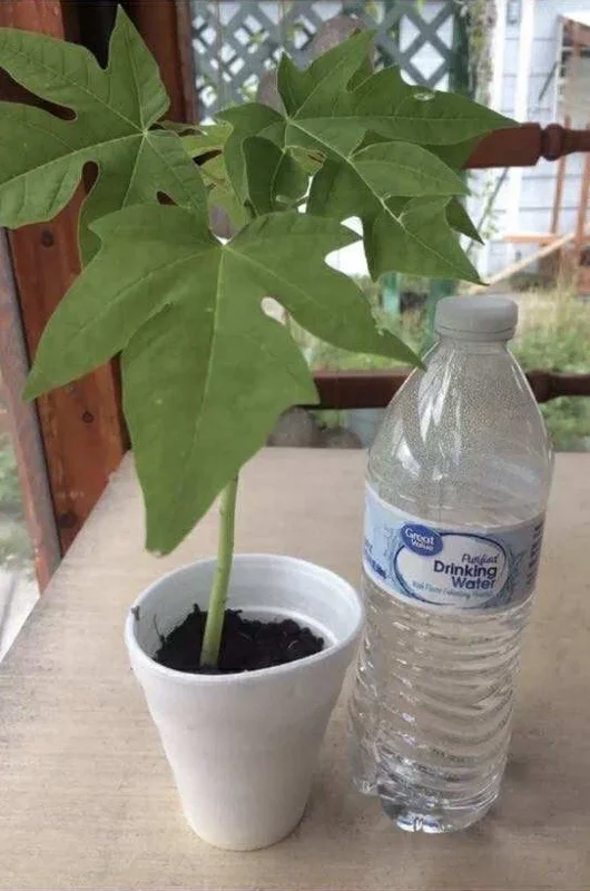 Papaya Live Plant - Organic Carica Papaya Tree, Fast Growing, 5-10" Tall Papaya Live Plant - Organic Carica Papaya Tree, Fast Growing, 5-10" Tall - Image 3