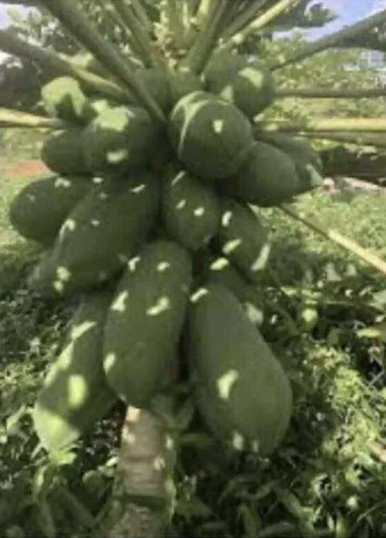 Papaya Live Plant - Organic Carica Papaya Tree, Fast Growing, 5-10" Tall Papaya Live Plant - Organic Carica Papaya Tree, Fast Growing, 5-10" Tall - Image 4