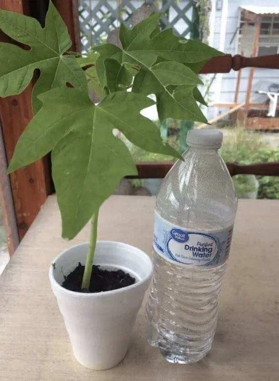 Papaya Live Plant - Organic Carica Papaya Tree, Fast Growing, 5-10" Tall Papaya Live Plant - Organic Carica Papaya Tree, Fast Growing, 5-10" Tall - Image 5