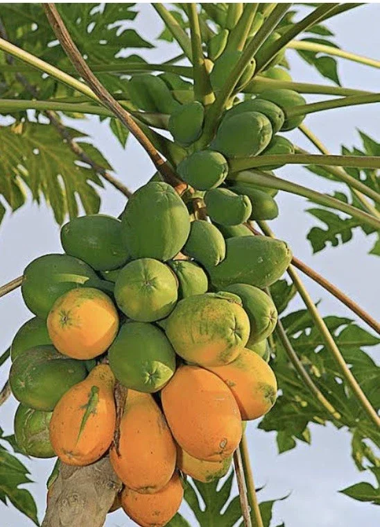 Papaya Live Plant - Organic Carica Papaya Tree, Fast Growing, 5-10" Tall Papaya Live Plant - Organic Carica Papaya Tree, Fast Growing, 5-10" Tall - Image 6